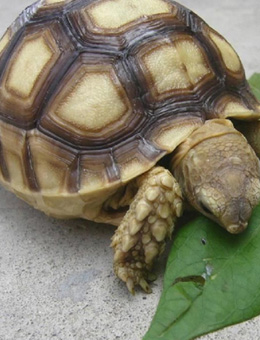 苏卡达象龟