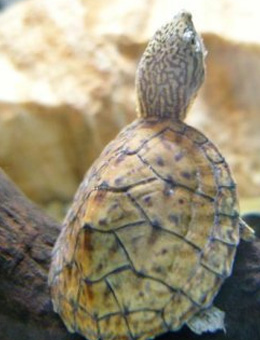 虎纹麝香龟