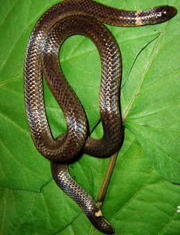 钝尾两头蛇