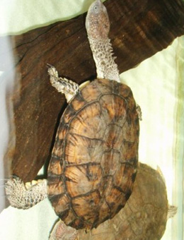 巨头蛇颈龟