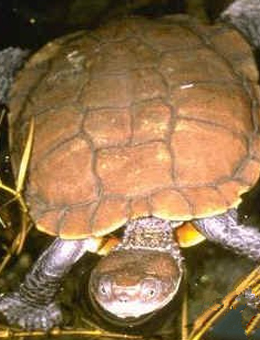 澳洲短颈龟