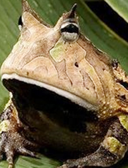 亚马逊角蛙