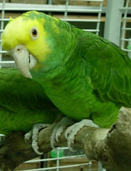 双黄头亚马逊鹦鹉