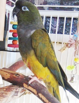 巴塔哥尼亚锥尾鹦鹉