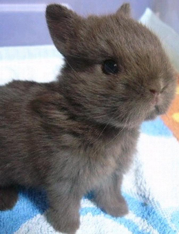 荷兰侏儒兔