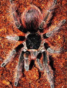 巴西红毛蜘蛛