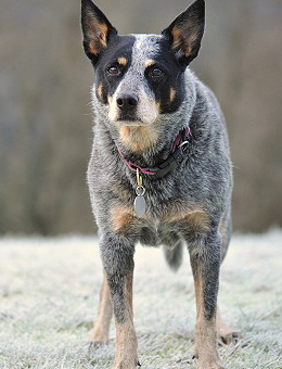 澳大利亚牧牛犬