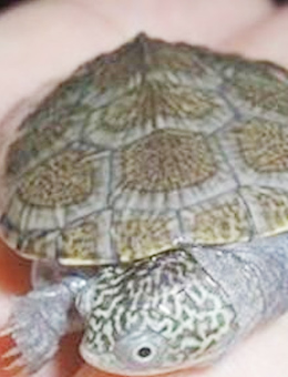白胸侧颈龟