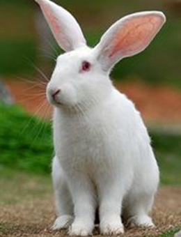 中国白兔