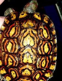 哥斯达黎加木纹龟