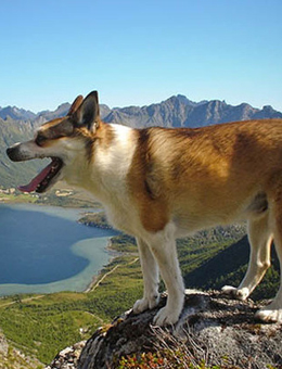 挪威伦德猎犬