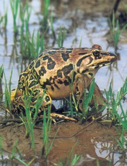 虎纹蛙