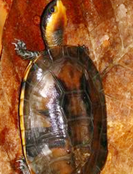 红头蛇颈龟