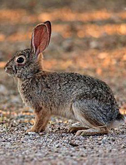 沙漠棉兔