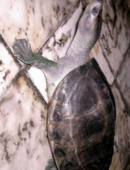 巴达库尔龟