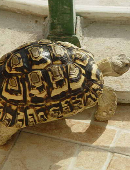 非洲折背陆龟