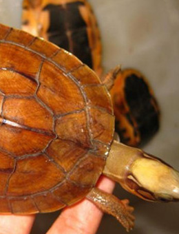 拟眼斑水龟