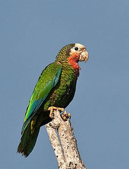 古巴亚马逊鹦鹉