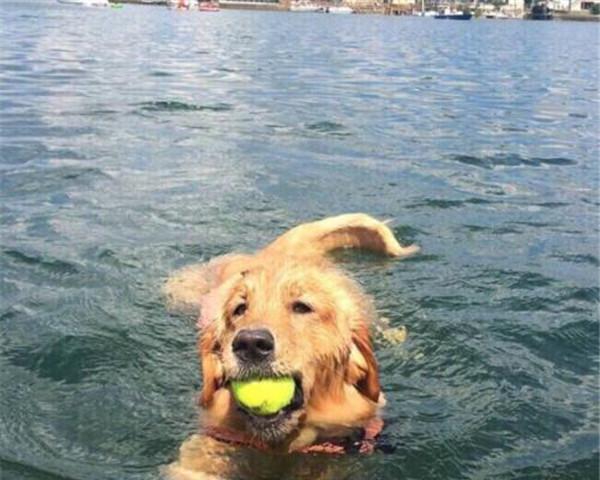 如何让狗把球捡回来？怎么教狗狗捡球的教程