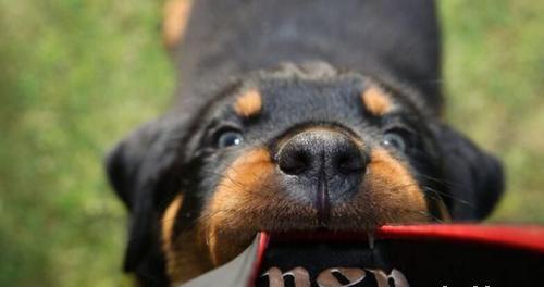 罗威纳犬训练方法详解 罗威纳犬怎么训练才听话