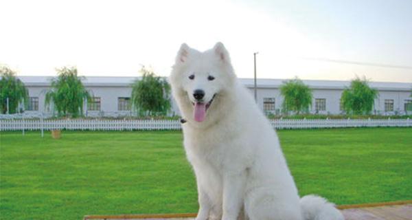 训练萨摩耶的十大准则和十大误区 萨摩耶犬如何训练？