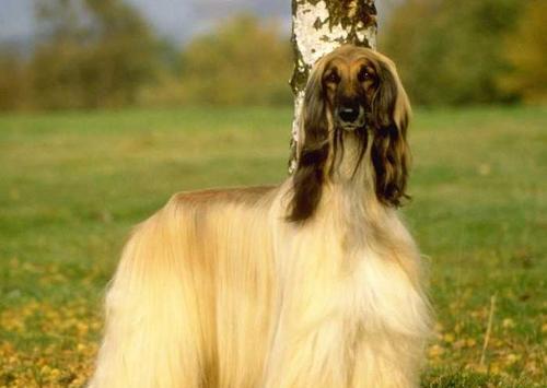毛很长很飘逸的阿富汗猎犬 阿富汗猎犬品种介绍