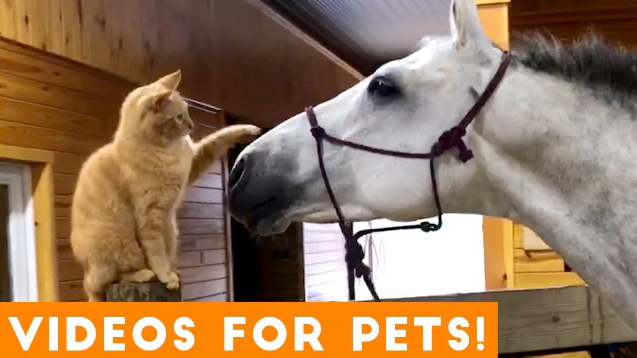 [搞笑宠物视频集锦]-Funniest Videos for Pets to Watch Compilation | Funny Pet Videos