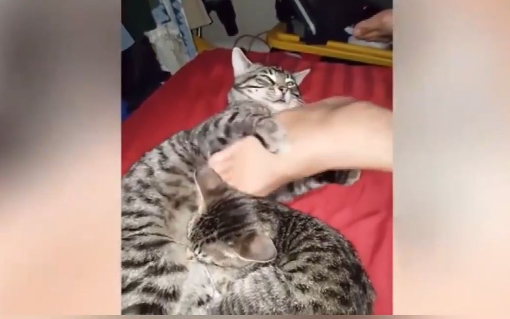 搞笑宠物视频集锦（2）：别拿你的臭脚丫撸猫