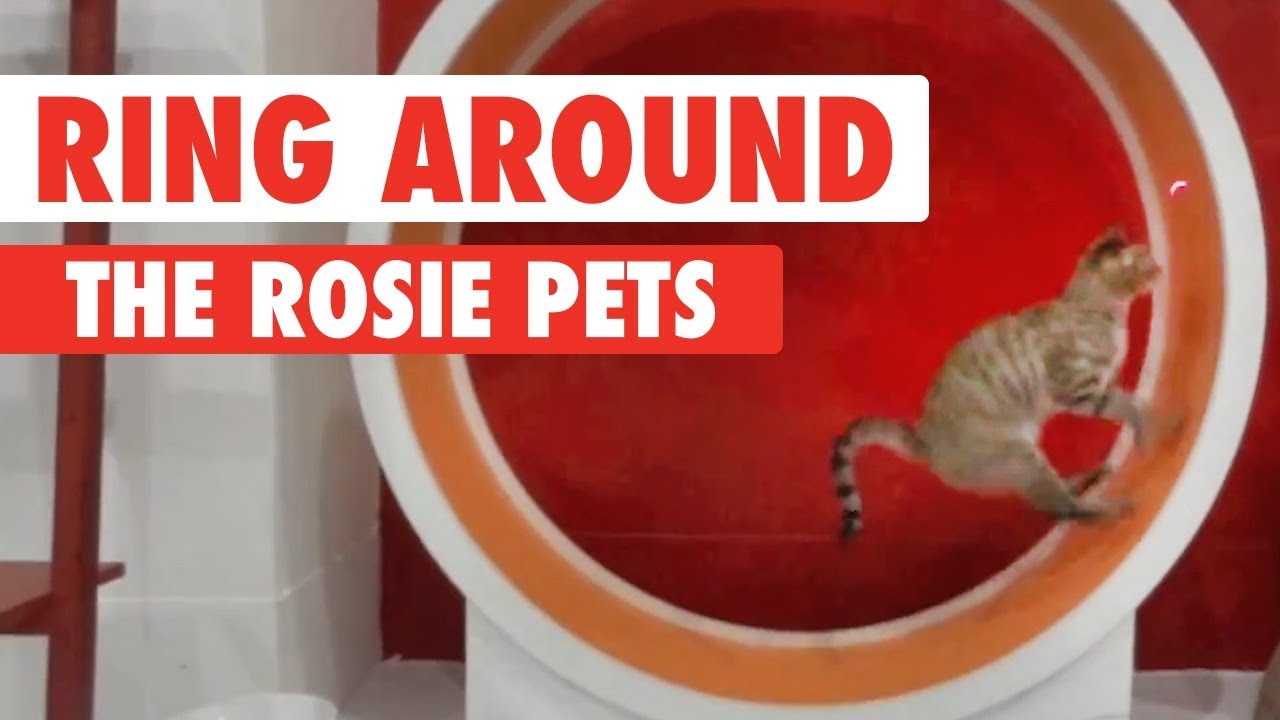 [搞笑宠物视频集锦]-Ring Around The Rosie Pets