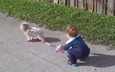 小北鼻带宠物狗去散步有趣视频集锦