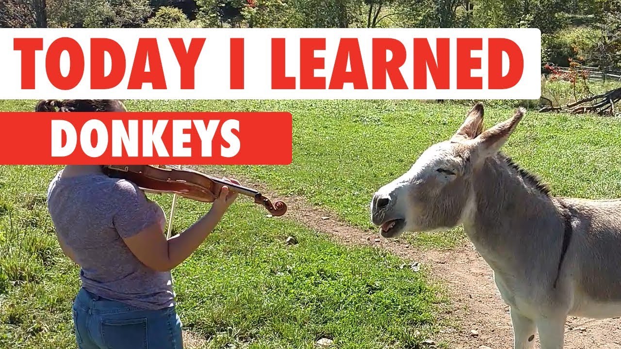 [搞笑宠物视频集锦]-Today I Learned: Donkeys