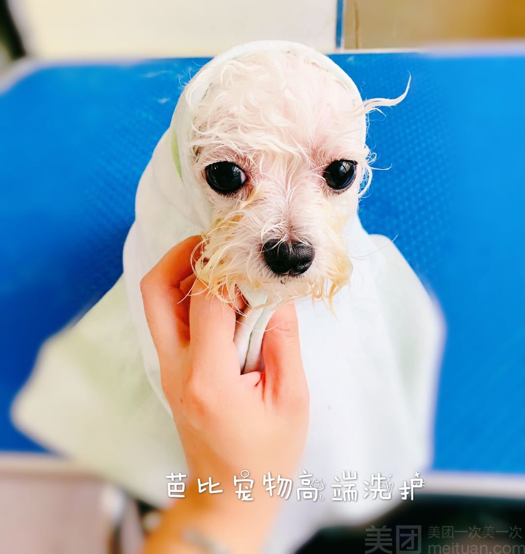 中型犬洗护（短毛）