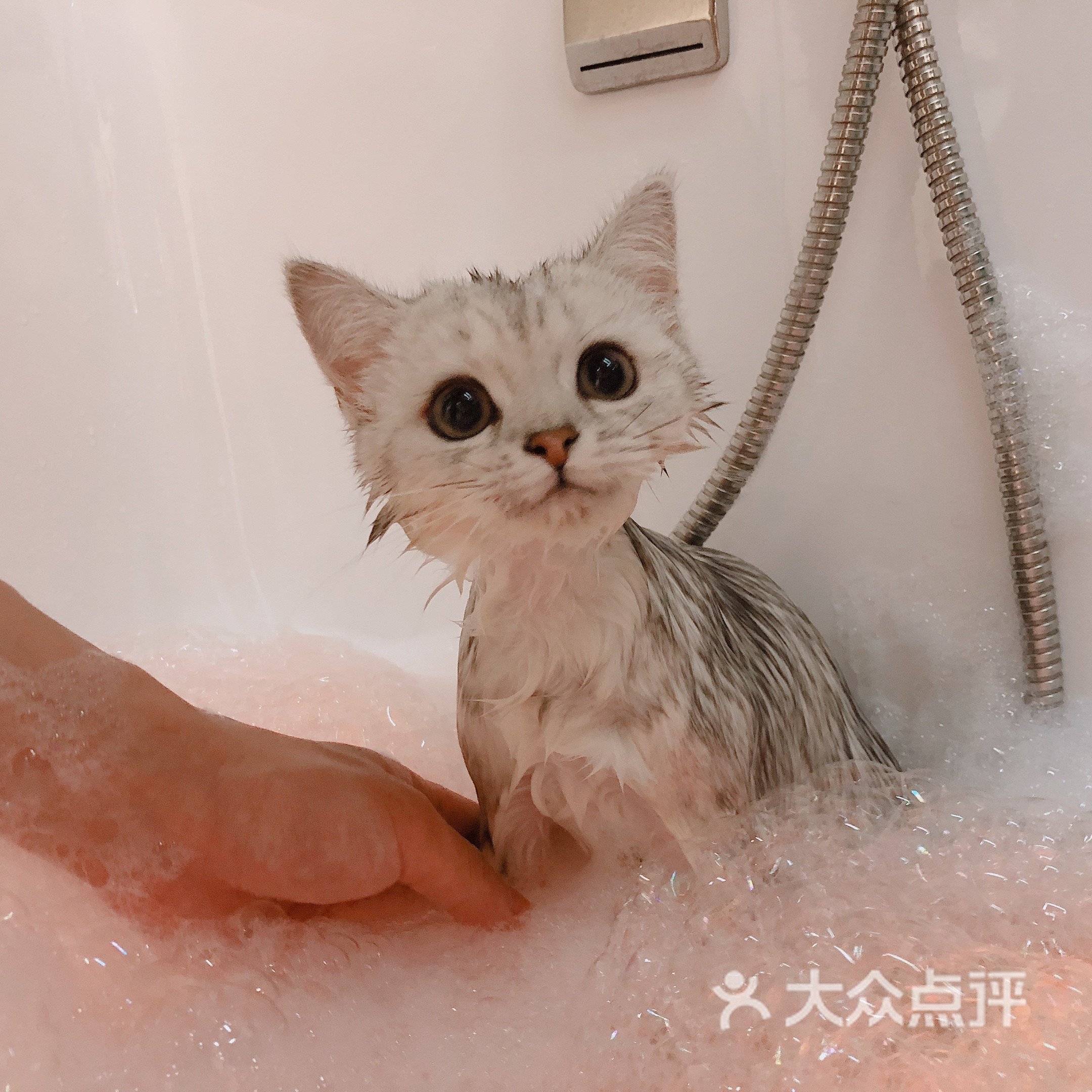 猫咪洗护套餐