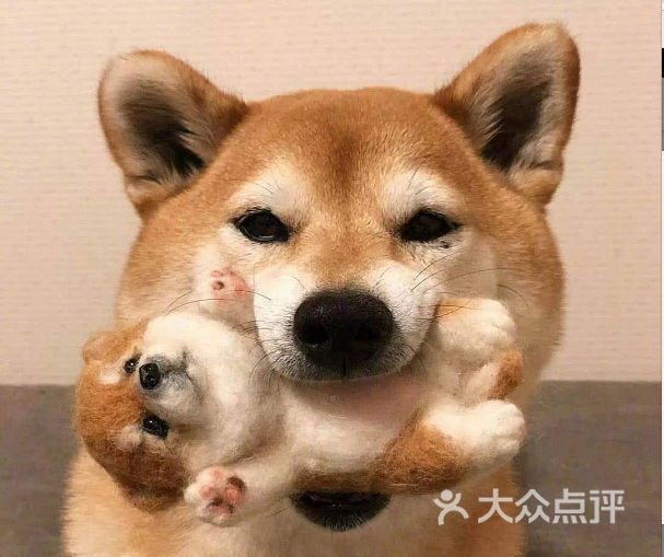 犬猫基础体检