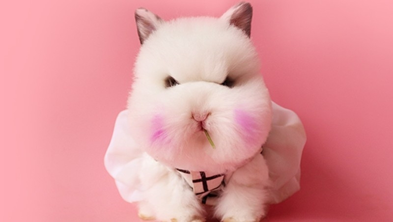 宠物兔美容造型