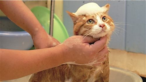 3-5kg猫咪洗护+面部清洁超值套餐