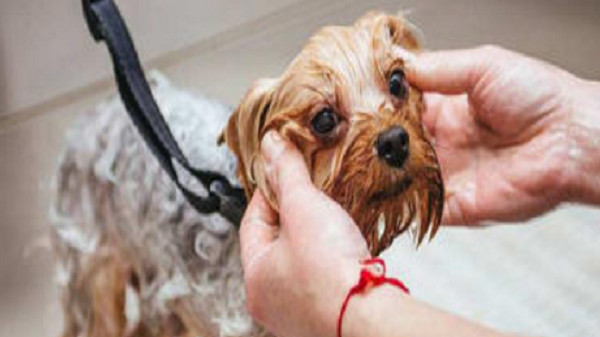 0-5kg小型犬精致洗护+精油护理