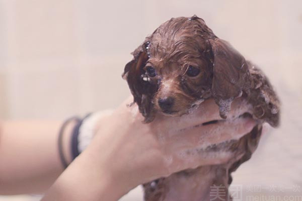 【迷你犬】洗澡护理套餐