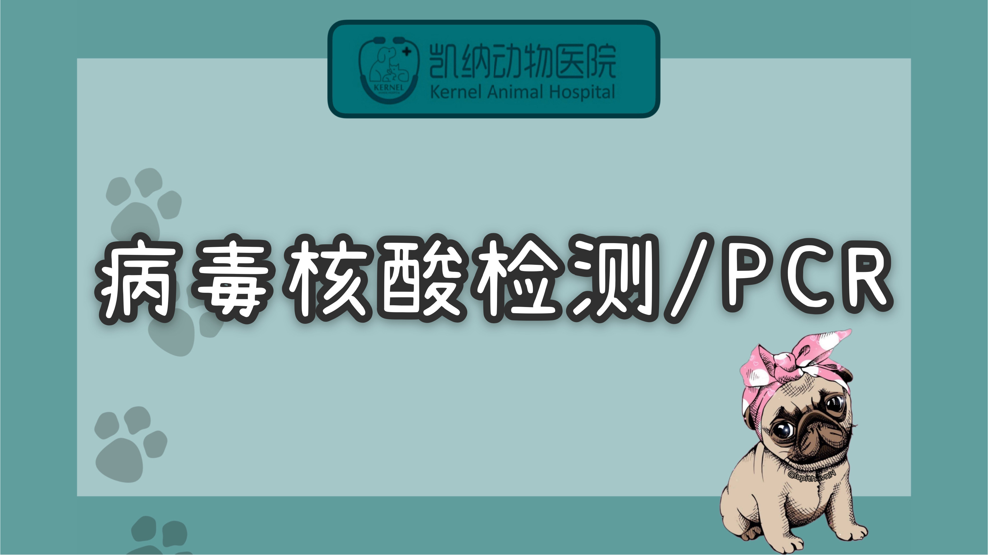 犬猫【人宠共患病PCR检测】5选2