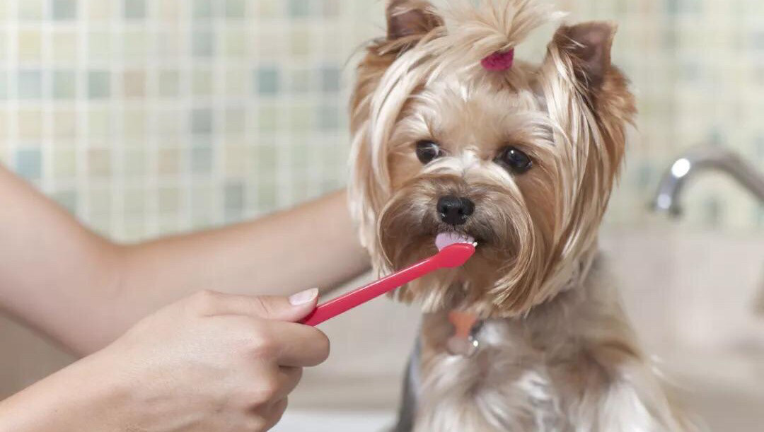 【宠物美容】狗狗洗牙