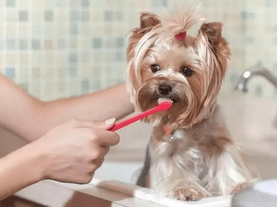 宠物狗洗澡+口腔护理套餐