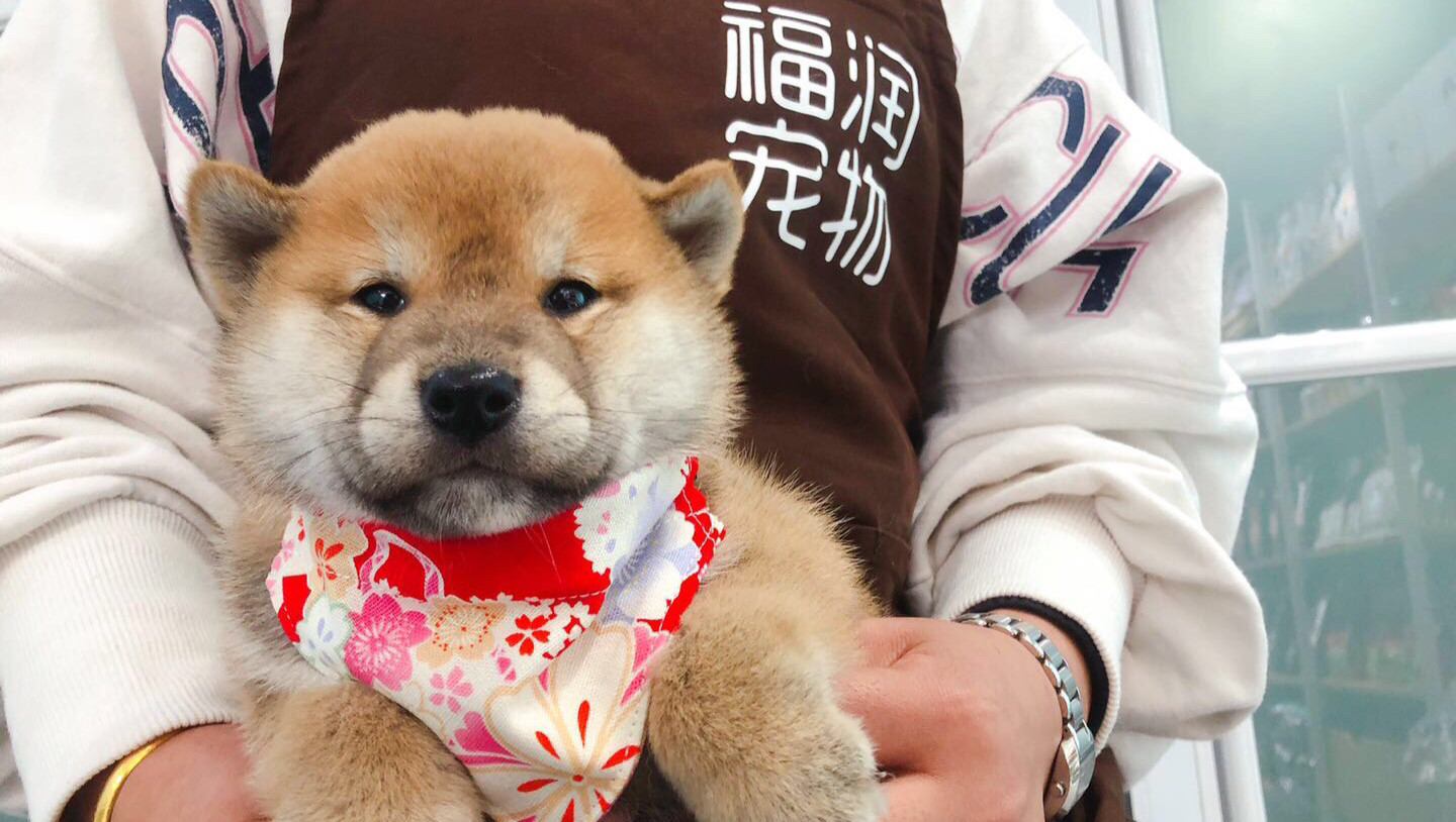 双血统赛级日本柴犬幼犬出售