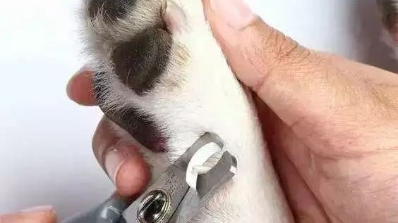 犬猫指甲修剪