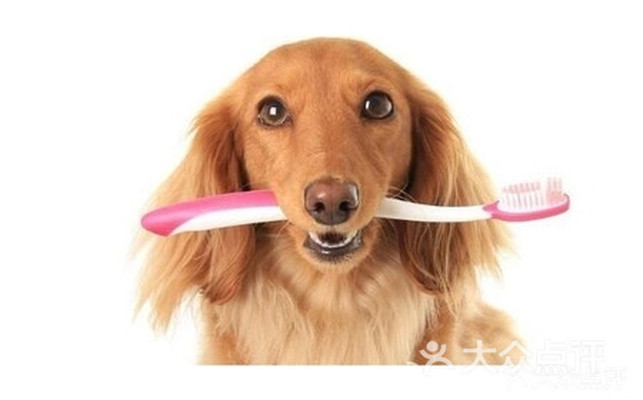 狗狗门店刷牙