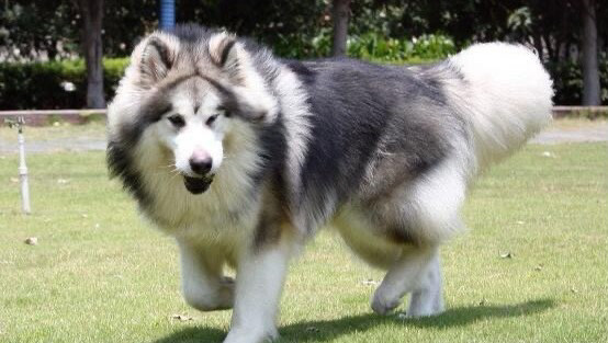 中型犬美容35.5kg~40kg