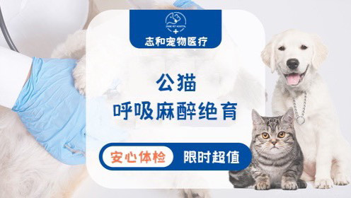 公猫呼吸麻醉绝育