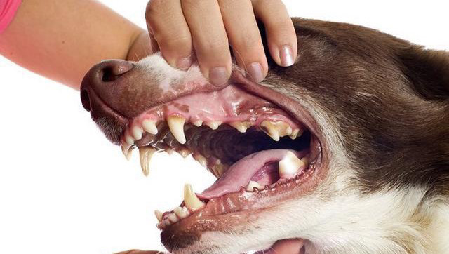 宠物手工刷牙 清洗牙齿