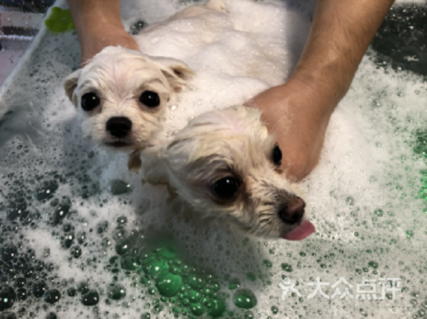 【初到店体验】狗狗首次洗澡体验
