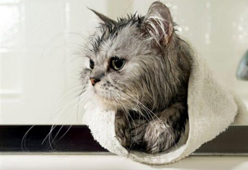 猫咪精品洗护套餐