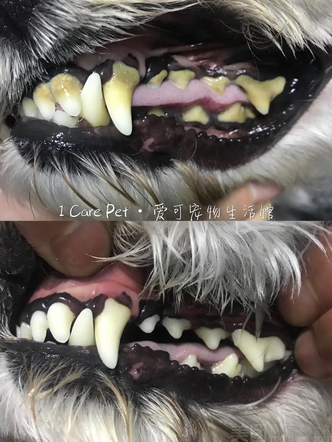 小型犬洁牙护理SPA 0~4kg